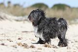 PETIT CHIEN LION 040